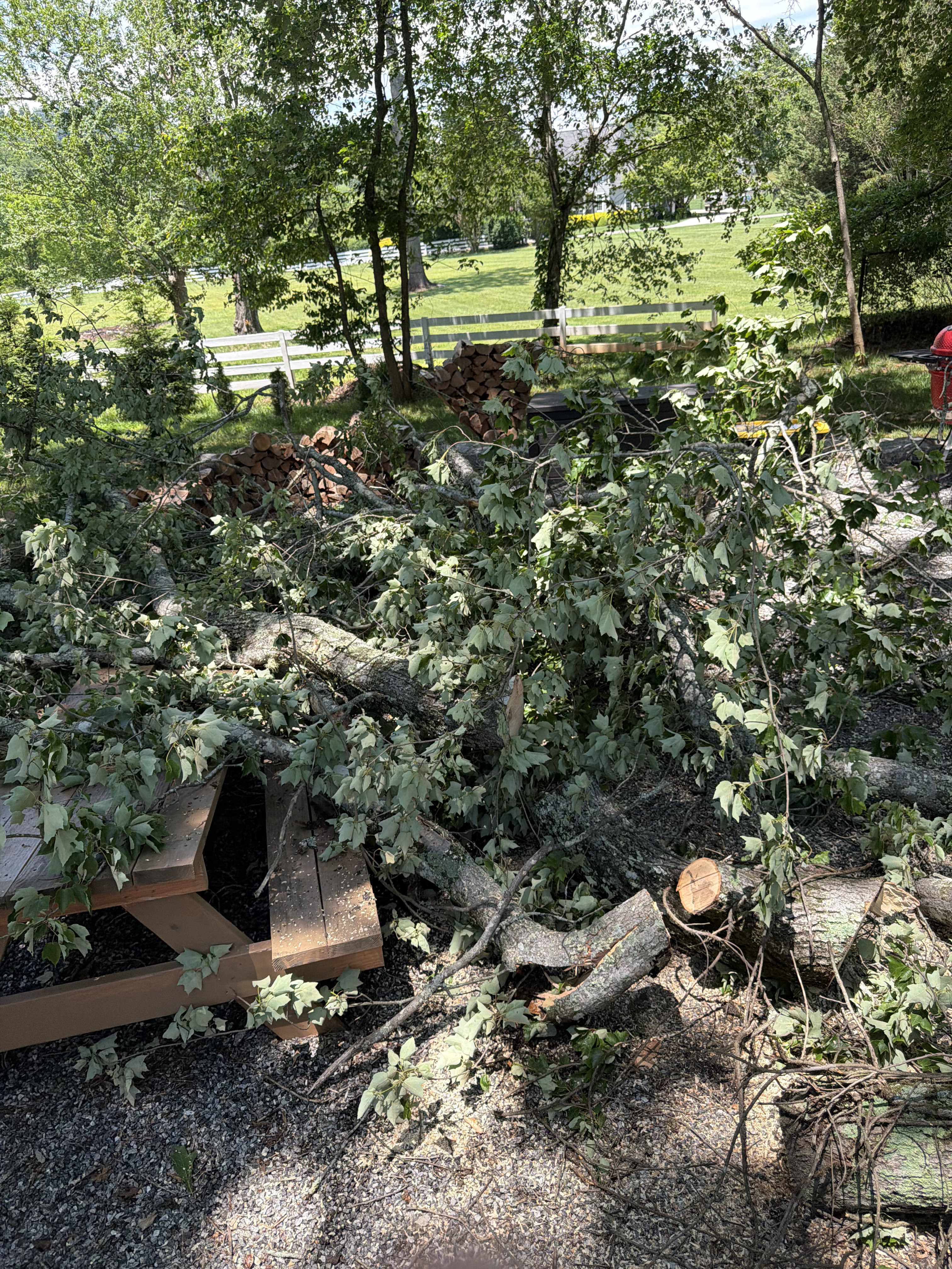 A fallen tree covering the picnic table near the fire pit.